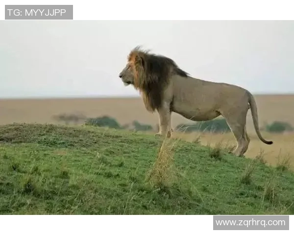 西方足球巨星的传奇故事与成长轨迹解析